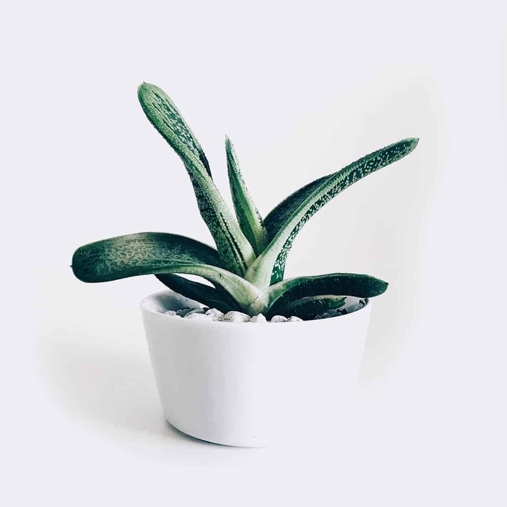 make up queen plant3 free img